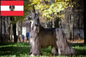 Mehr über den Artikel erfahren Afghanischer Windhund Züchter und Welpen in Österreich