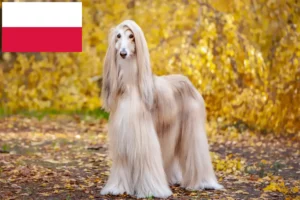 Read more about the article Afghanischer Windhund Züchter und Welpen in Polen