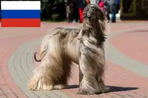 Mehr über den Artikel erfahren Afghanischer Windhund Züchter und Welpen in Russland