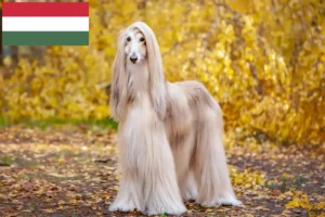 Read more about the article Afghanischer Windhund Züchter und Welpen in Ungarn