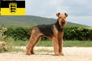 Mehr über den Artikel erfahren Airedale Terrier Züchter und Welpen in Baden-Württemberg