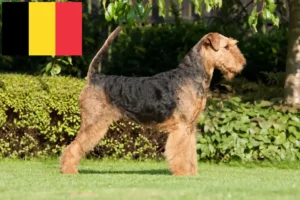 Mehr über den Artikel erfahren Airedale Terrier Züchter und Welpen in Belgien