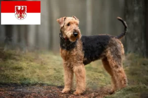 Mehr über den Artikel erfahren Airedale Terrier Züchter und Welpen in Brandenburg