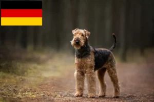 Mehr über den Artikel erfahren Airedale Terrier Züchter und Welpen in Deutschland
