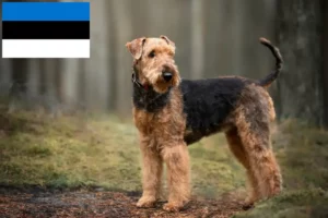 Mehr über den Artikel erfahren Airedale Terrier Züchter und Welpen in Estland