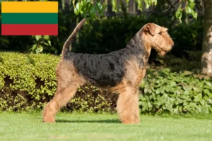 Mehr über den Artikel erfahren Airedale Terrier Züchter und Welpen in Litauen