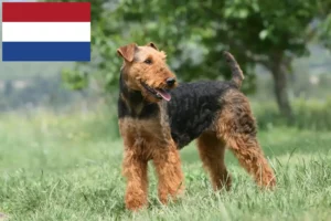 Mehr über den Artikel erfahren Airedale Terrier Züchter und Welpen in den Niederlanden