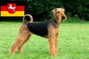 Mehr über den Artikel erfahren Airedale Terrier Züchter und Welpen in Niedersachsen