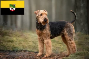 Mehr über den Artikel erfahren Airedale Terrier Züchter und Welpen in Sachsen-Anhalt