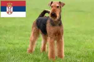 Mehr über den Artikel erfahren Airedale Terrier Züchter und Welpen in Serbien