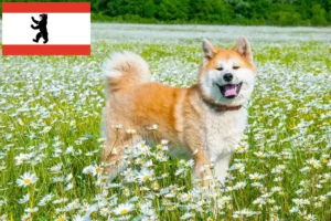 Mehr über den Artikel erfahren Akita Züchter und Welpen in Berlin