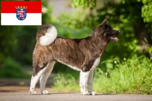 Mehr über den Artikel erfahren Akita Züchter und Welpen in Hessen