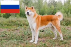 Read more about the article Akita Züchter und Welpen in Russland