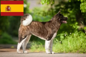 Mehr über den Artikel erfahren Akita Züchter und Welpen in Spanien