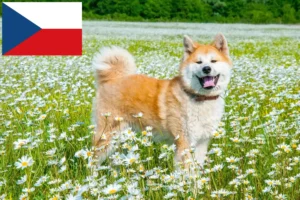 Mehr über den Artikel erfahren Akita Züchter und Welpen in Tschechien