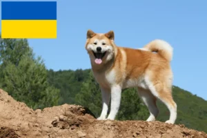 Mehr über den Artikel erfahren Akita Züchter und Welpen in der Ukraine