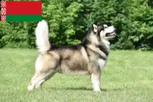 Mehr über den Artikel erfahren Alaskan Malamute Züchter und Welpen in Belarus