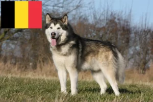 Mehr über den Artikel erfahren Alaskan Malamute Züchter und Welpen in Belgien