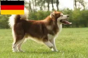 Mehr über den Artikel erfahren Alaskan Malamute Züchter und Welpen in Deutschland