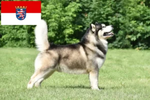 Mehr über den Artikel erfahren Alaskan Malamute Züchter und Welpen in Hessen