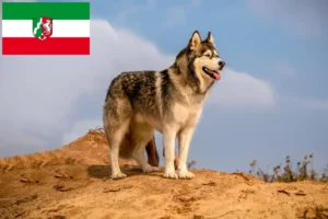 Mehr über den Artikel erfahren Alaskan Malamute Züchter und Welpen in Nordrhein-Westfalen