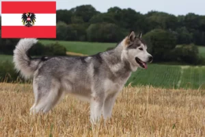 Mehr über den Artikel erfahren Alaskan Malamute Züchter und Welpen in Österreich