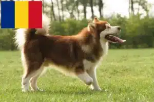 Mehr über den Artikel erfahren Alaskan Malamute Züchter und Welpen in Rumänien