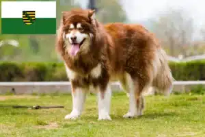 Mehr über den Artikel erfahren Alaskan Malamute Züchter und Welpen in Sachsen