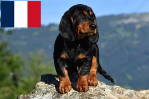 Mehr über den Artikel erfahren Alpenländische Dachsbracke Züchter und Welpen in Frankreich