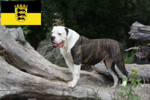 Mehr über den Artikel erfahren American Bulldog Züchter und Welpen in Baden-Württemberg