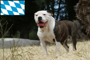 Mehr über den Artikel erfahren American Bulldog Züchter und Welpen in Bayern