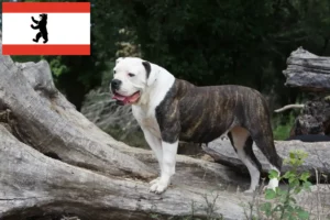 Mehr über den Artikel erfahren American Bulldog Züchter und Welpen in Berlin