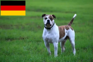 Mehr über den Artikel erfahren American Bulldog Züchter und Welpen in Deutschland