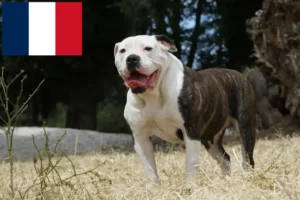 Mehr über den Artikel erfahren American Bulldog Züchter und Welpen in Frankreich