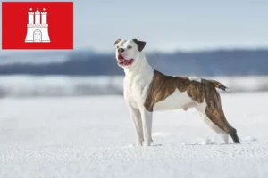 Mehr über den Artikel erfahren American Bulldog Züchter und Welpen in Hamburg