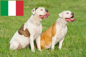 Mehr über den Artikel erfahren American Bulldog Züchter und Welpen in Italien