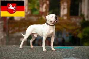 Mehr über den Artikel erfahren American Bulldog Züchter und Welpen in Niedersachsen
