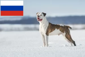 Mehr über den Artikel erfahren American Bulldog Züchter und Welpen in Russland