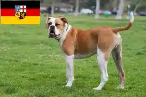 Mehr über den Artikel erfahren American Bulldog Züchter und Welpen im Saarland