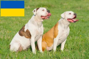 Mehr über den Artikel erfahren American Bulldog Züchter und Welpen in der Ukraine