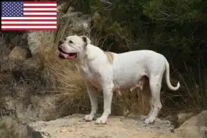 Mehr über den Artikel erfahren American Bulldog Züchter und Welpen in den USA