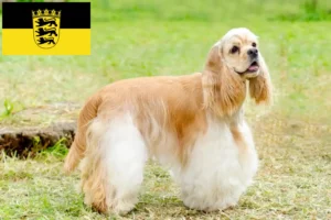 Mehr über den Artikel erfahren American Cocker Spaniel Züchter und Welpen in Baden-Württemberg