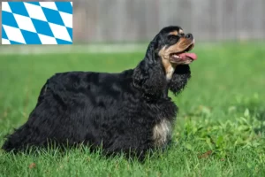 Mehr über den Artikel erfahren American Cocker Spaniel Züchter und Welpen in Bayern