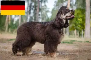 Mehr über den Artikel erfahren American Cocker Spaniel Züchter und Welpen in Deutschland