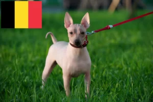 Mehr über den Artikel erfahren American Hairless Terrier Züchter und Welpen in Belgien