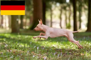 Mehr über den Artikel erfahren American Hairless Terrier Züchter und Welpen in Deutschland