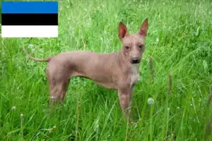 Mehr über den Artikel erfahren American Hairless Terrier Züchter und Welpen in Estland