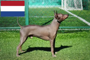 Mehr über den Artikel erfahren American Hairless Terrier Züchter und Welpen in den Niederlanden