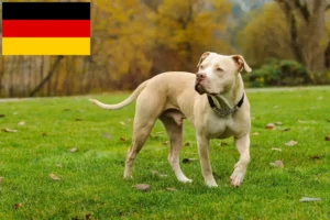 Mehr über den Artikel erfahren American Pit Bull Terrier Züchter und Welpen in Deutschland