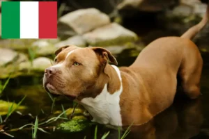 Mehr über den Artikel erfahren American Pit Bull Terrier Züchter und Welpen in Italien